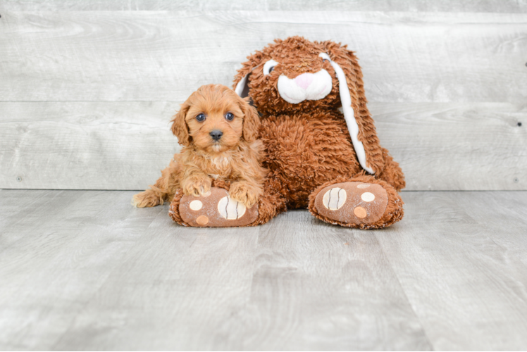 Fluffy Cavapoo Poodle Mix Pup