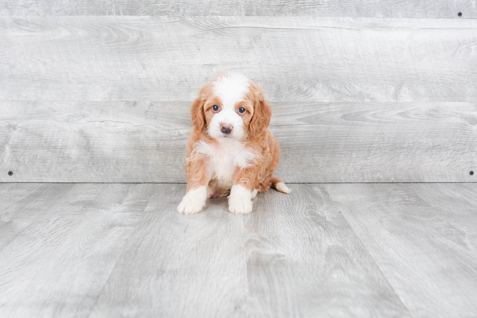 Funny Mini Bernedoodle Poodle Mix Pup
