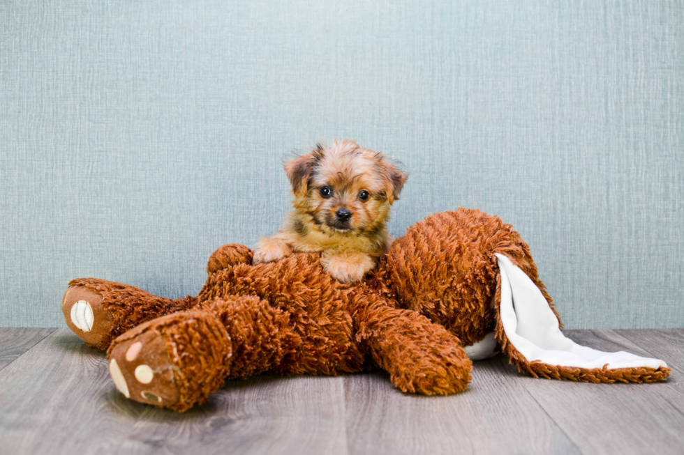 Funny Morkie Designer Pup