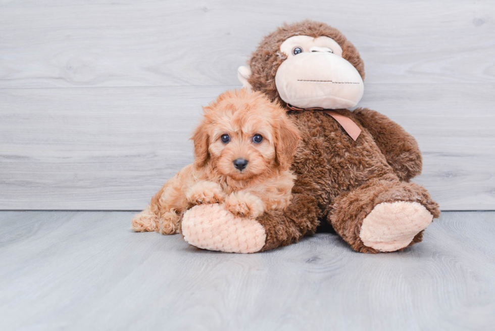 Cavapoo Pup Being Cute