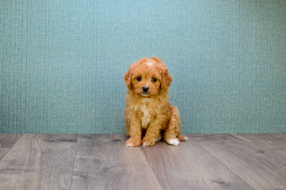 Little Cavoodle Poodle Mix Puppy