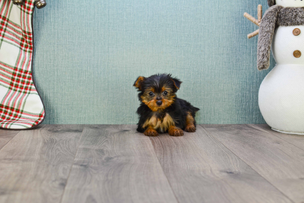Meet Joey - our Yorkshire Terrier Puppy Photo 