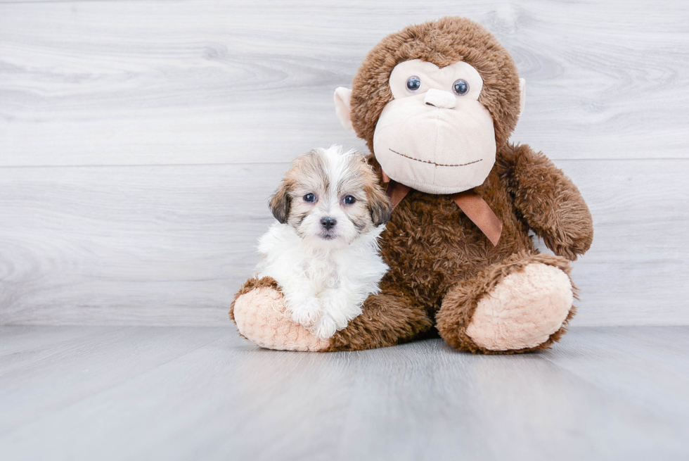 Hypoallergenic Shi Chon Designer Puppy