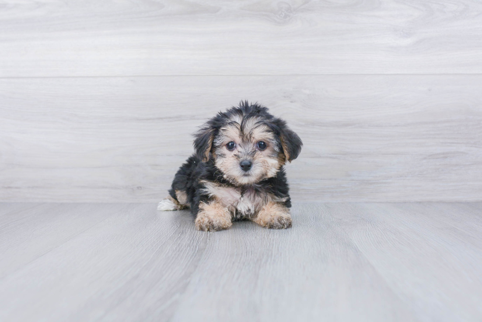 Playful Yorkie Designer Puppy