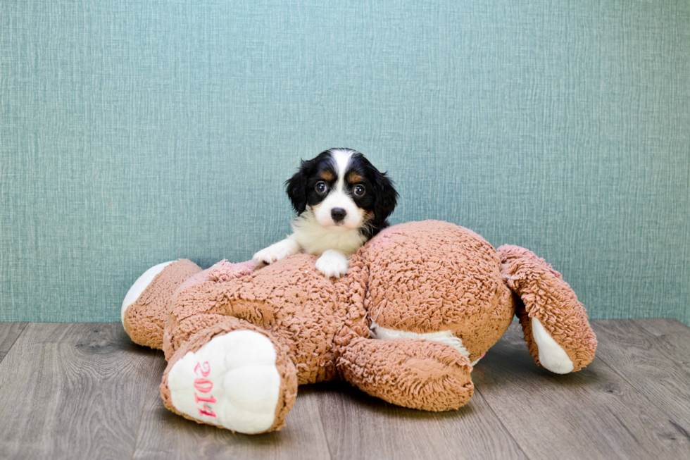 Cavachon Puppy for Adoption