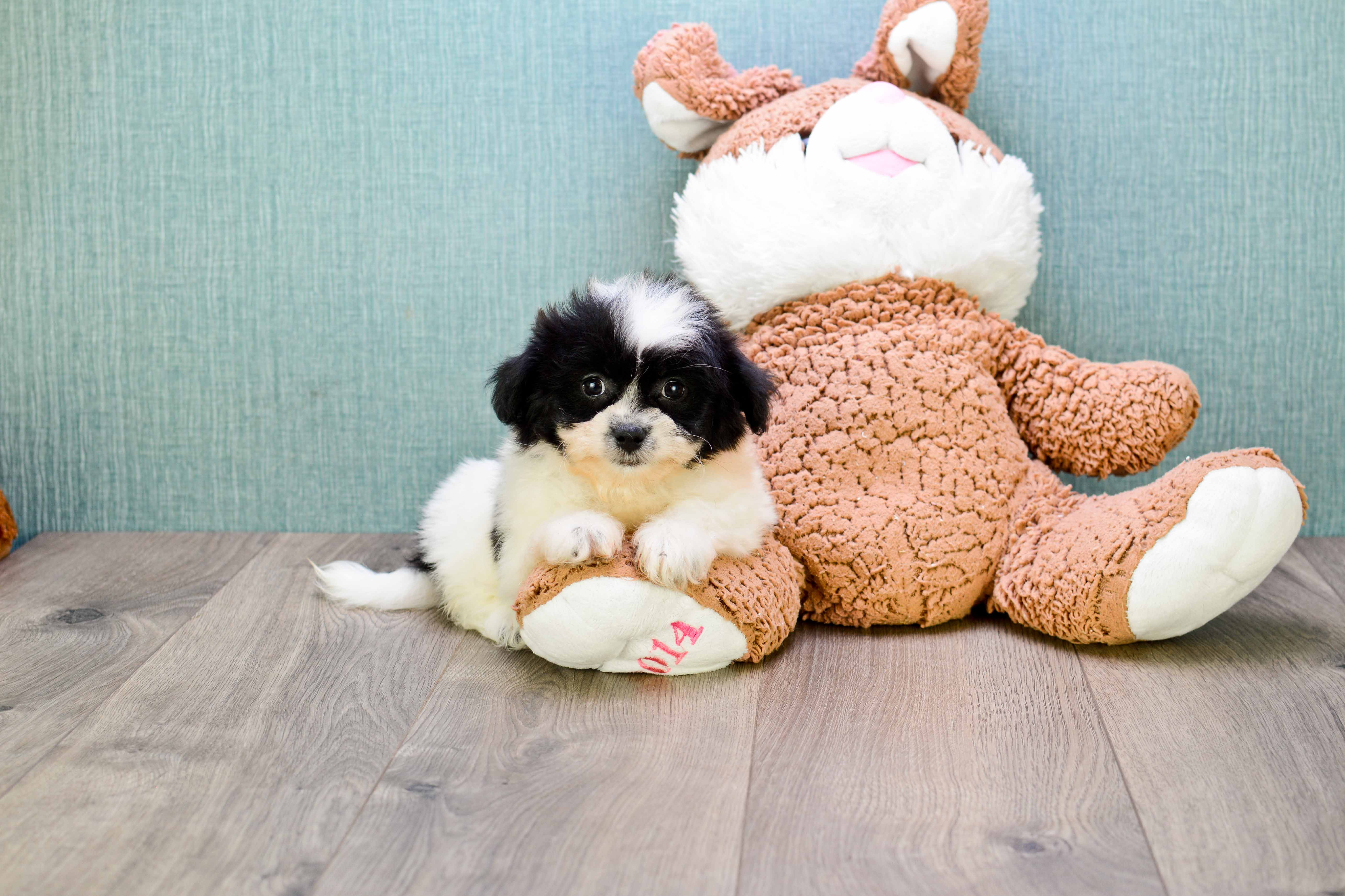 Funny Teddy Bear Designer Pup