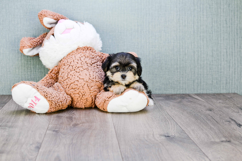 Smart Morkie Designer Pup