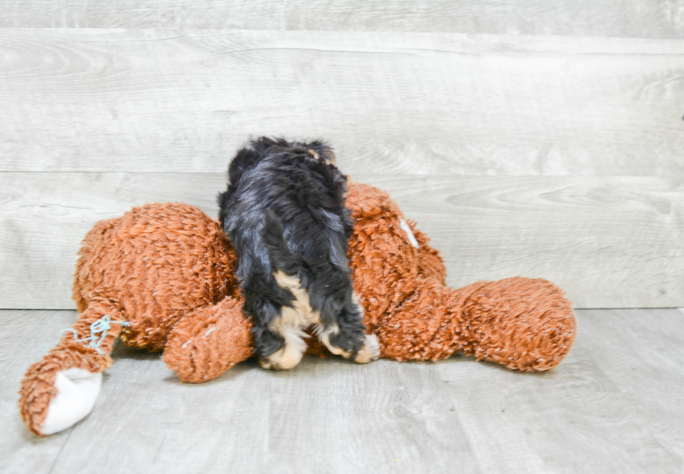 Adorable Yorkie Designer Puppy