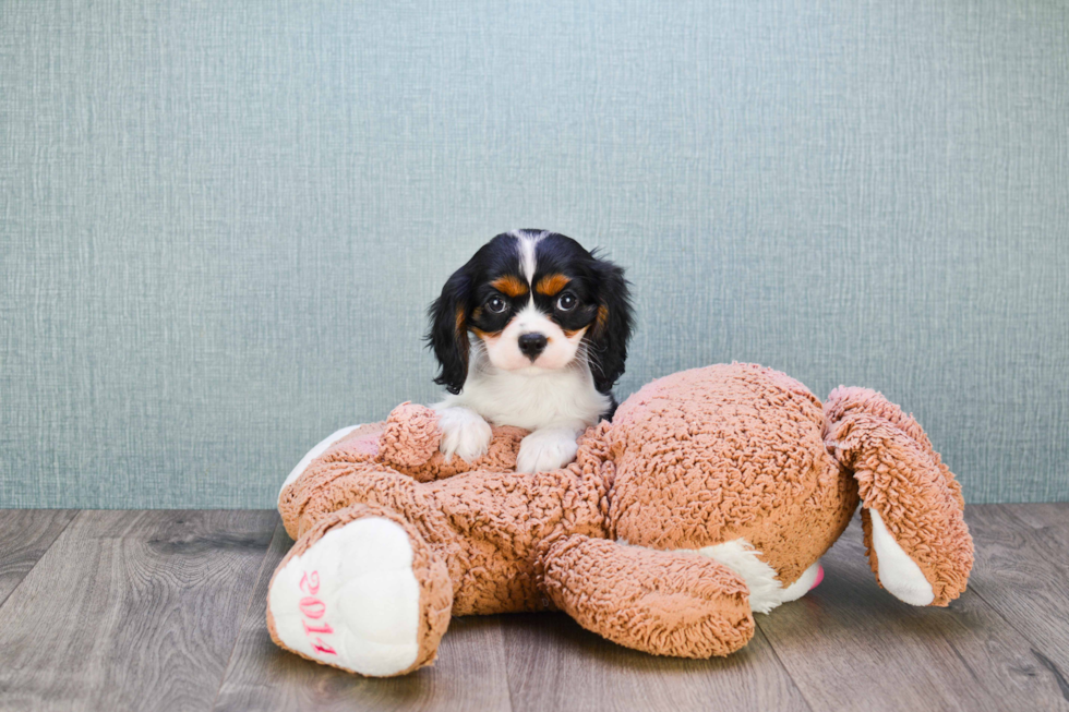 Cavalier King Charles Spaniel Puppy for Adoption
