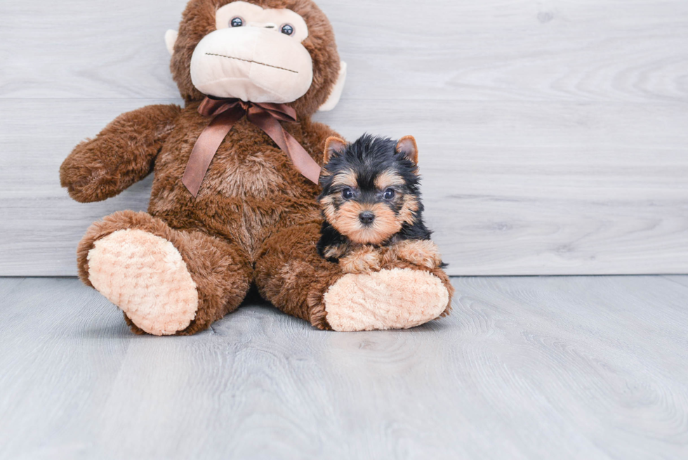 Meet Twinkle - our Yorkshire Terrier Puppy Photo 
