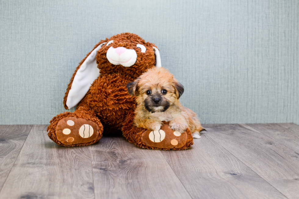 Morkie Pup Being Cute