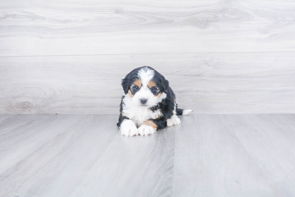 Mini Bernedoodle Pup Being Cute
