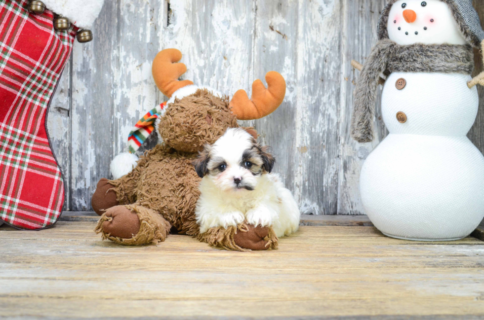 Teddy Bear Puppy for Adoption