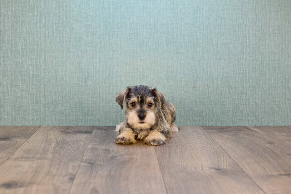 Mini Schnauzer Puppy for Adoption