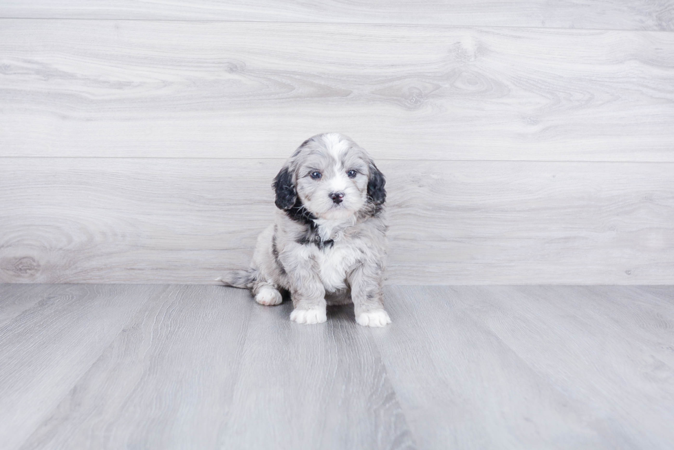 Petite Mini Bernedoodle Poodle Mix Pup