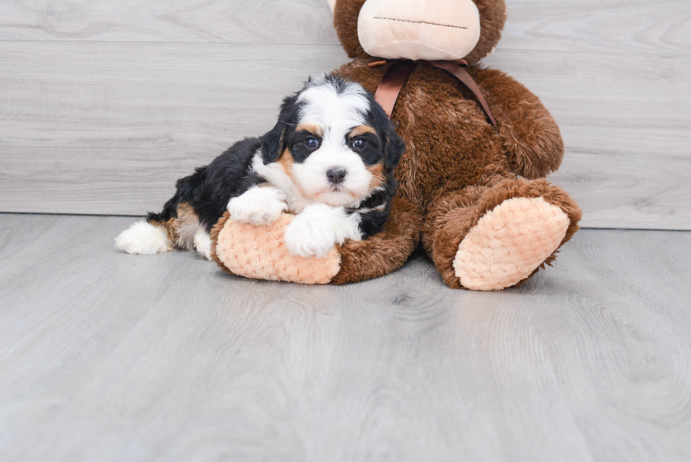 Best Mini Bernedoodle Baby