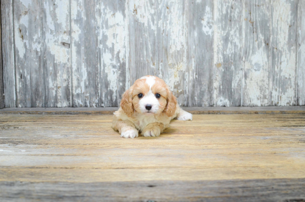 Fluffy Cavapoo Poodle Mix Pup