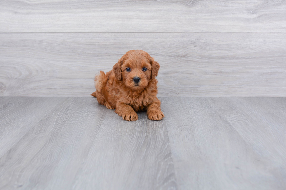Best Mini Goldendoodle Baby