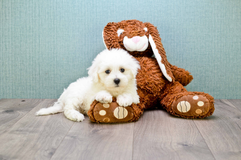 Friendly Maltipoo Baby