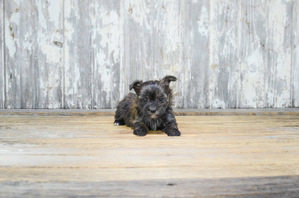 Petite Morkie Designer Pup