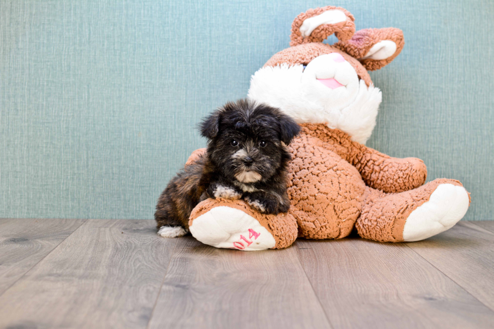 Friendly Morkie Baby
