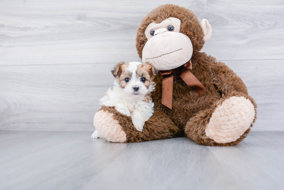 Petite Morkie Designer Pup