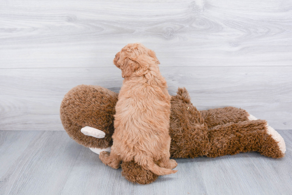 Happy Mini Goldendoodle Baby