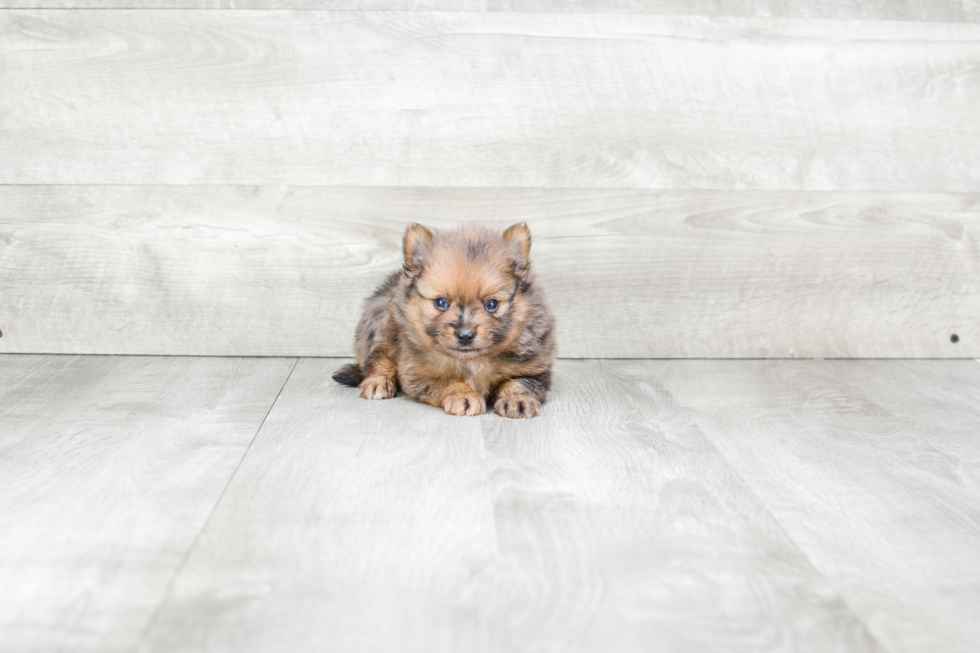 Little Pomeranian Purebred Pup