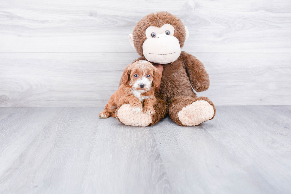 Popular Mini Goldendoodle Poodle Mix Pup