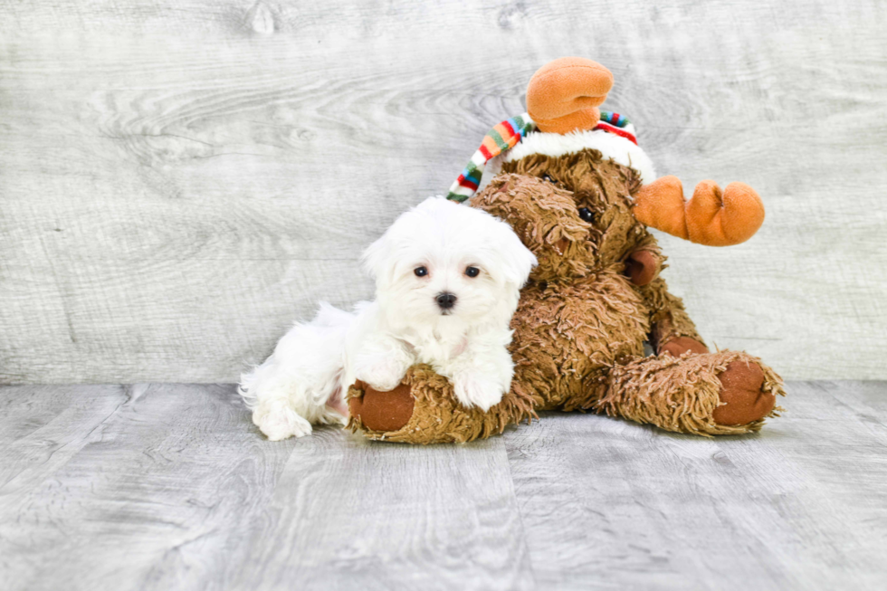 Friendly Maltese Baby