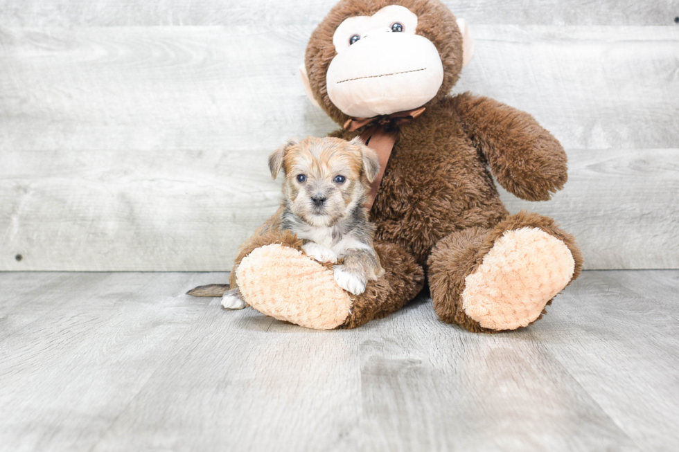 Morkie Pup Being Cute