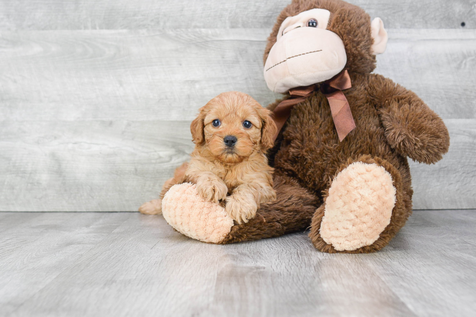 Smart Cockapoo Poodle Mix Pup