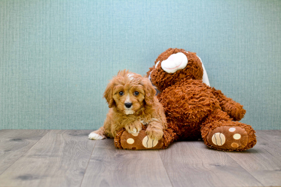 Small Cavapoo Baby