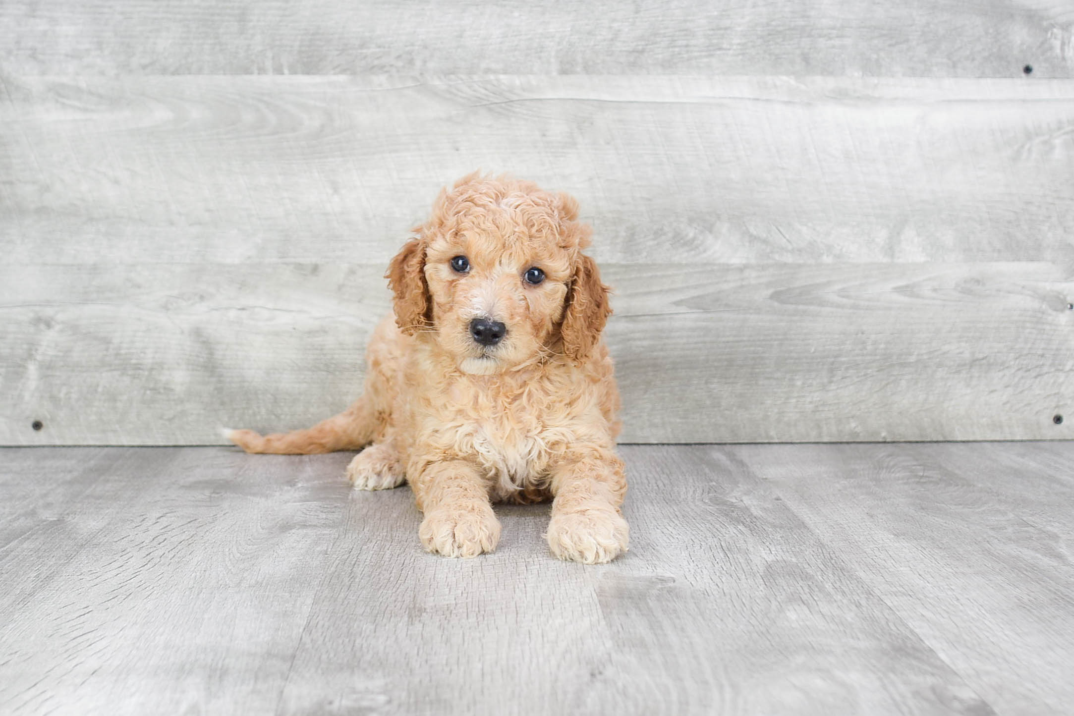 Cute Mini Goldendoodle Baby