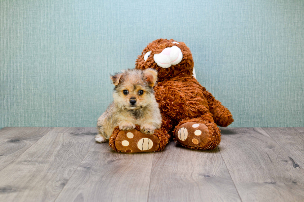 Cute Yorkie Pom Mix Pup