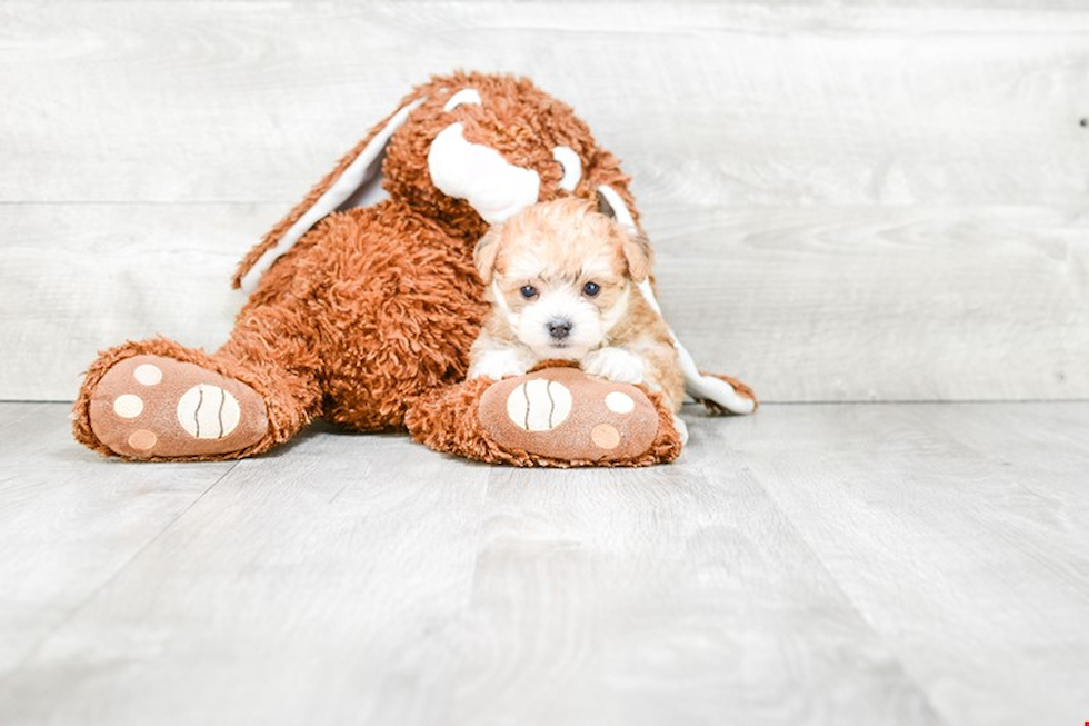 Morkie Puppy for Adoption