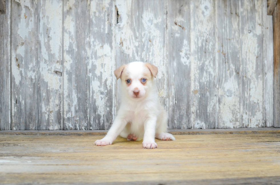 Energetic Mini Husky Designer Puppy