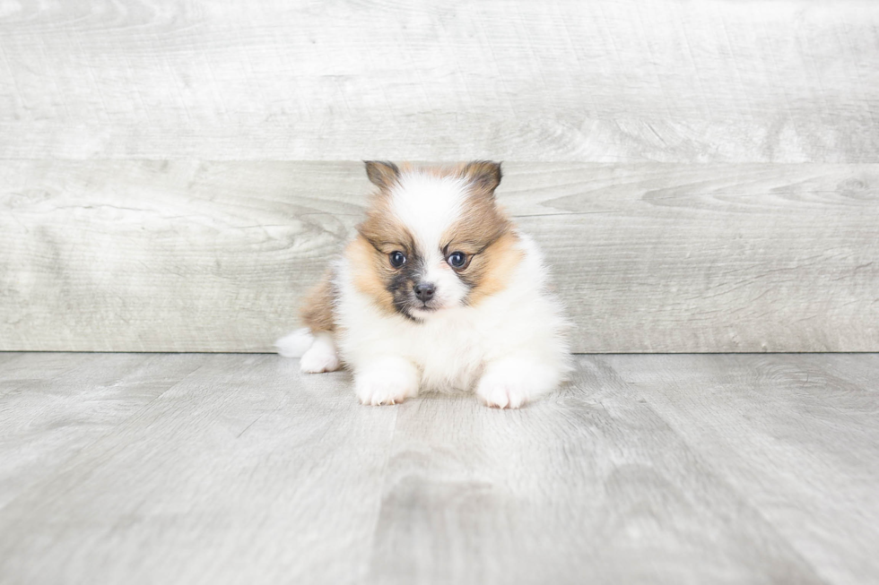 Pomeranian Pup Being Cute
