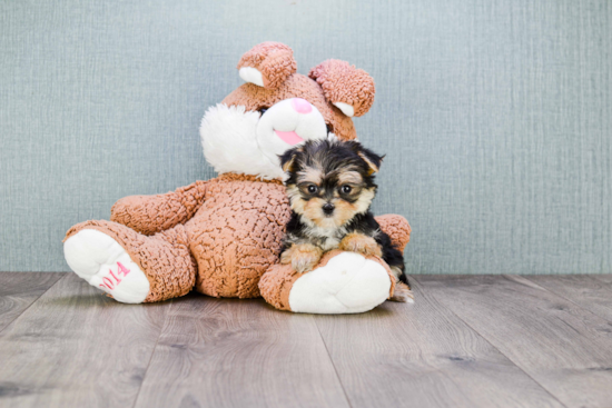 Funny Morkie Designer Pup