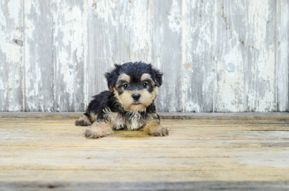 Sweet Morkie Baby
