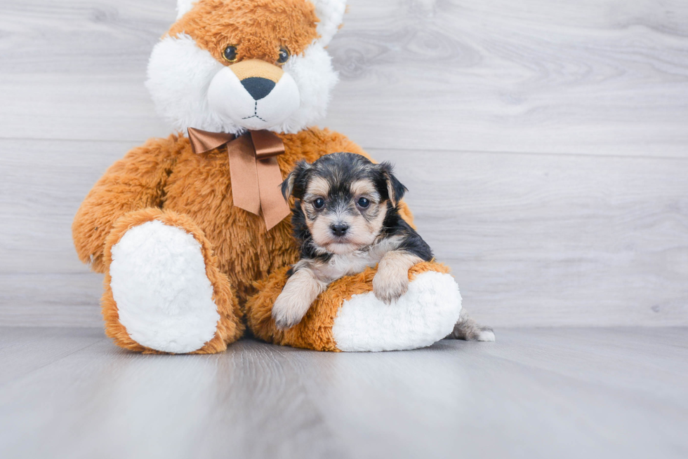 Morkie Pup Being Cute