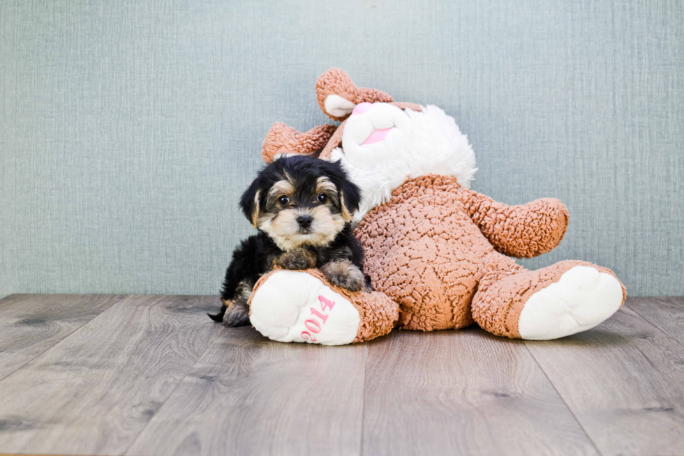 Morkie Pup Being Cute