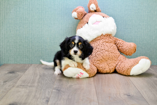 Smart Cavachon Designer Pup