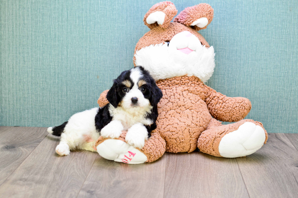 Adorable Cavalier Designer Puppy