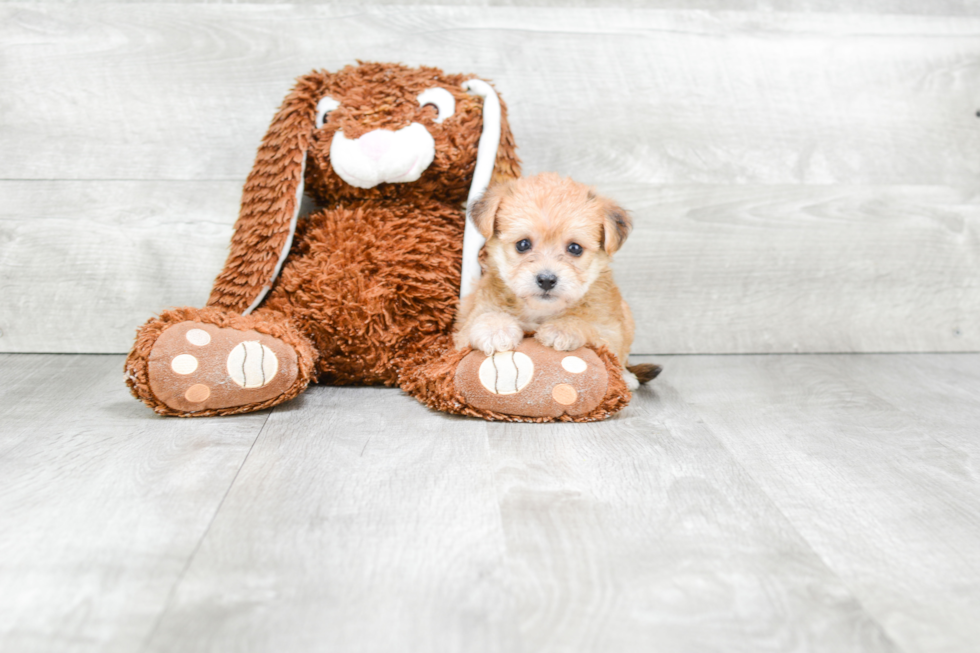 Small Morkie Baby