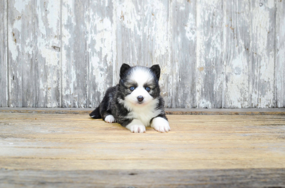 Pomsky Pup Being Cute
