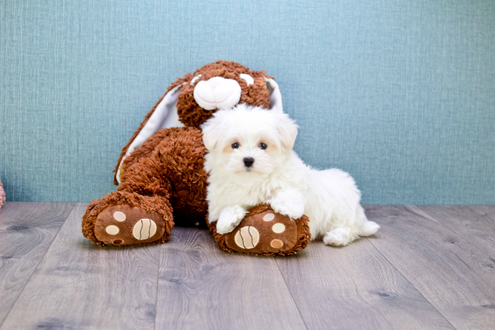 Hypoallergenic Maltese Baby
