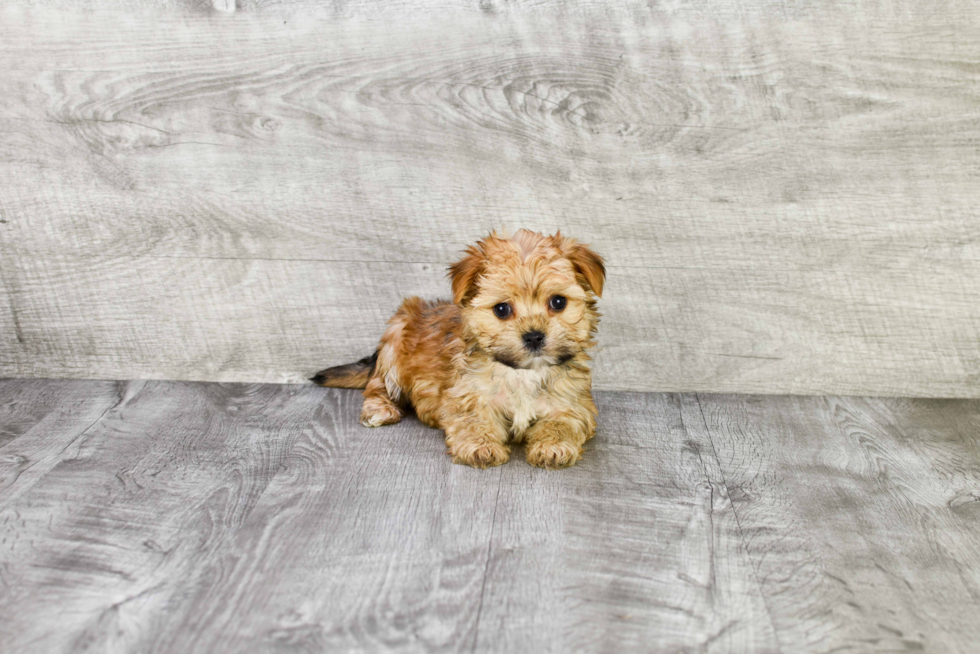 Morkie Pup Being Cute