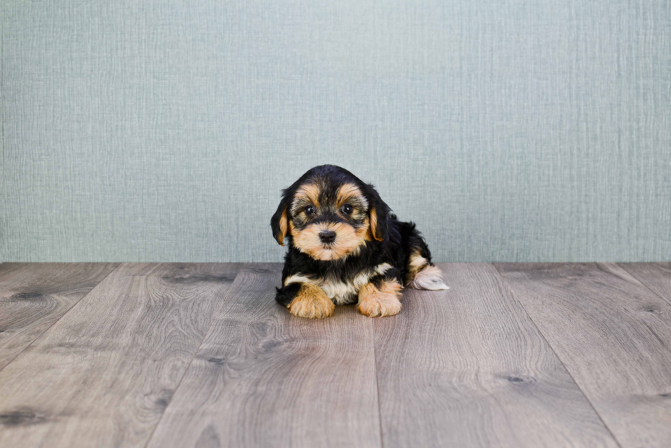 Morkie Puppy for Adoption