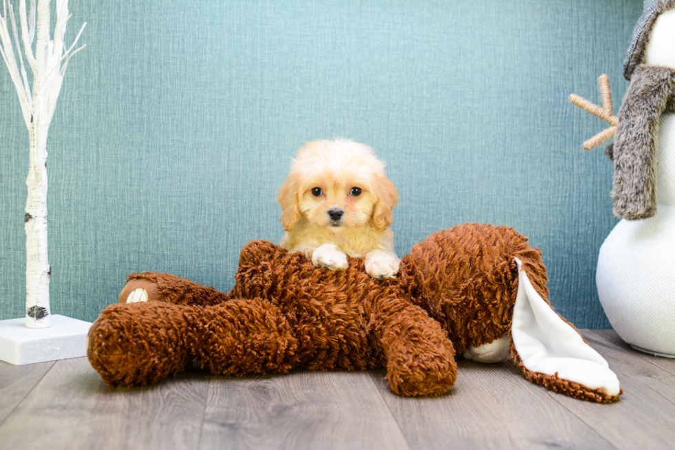 Funny Cavachon Designer Pup